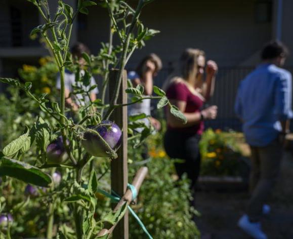 Sacramento Community Garden